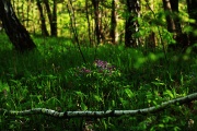 весенний лес - 7.jpg title=